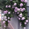 Climbing Rose Four seasons Climbing roses blue The rain balcony courtyard small-scale Flower seedlings Long Bloom flowers and plants