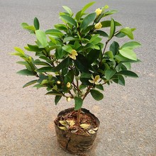 含笑花苗盆栽室内浓香型四季花卉植物庭院阳台当年开花四季青耐寒