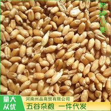 当季新货河南小麦批发带皮小麦磨面粉酿酒料饲料用可发芽大量现货