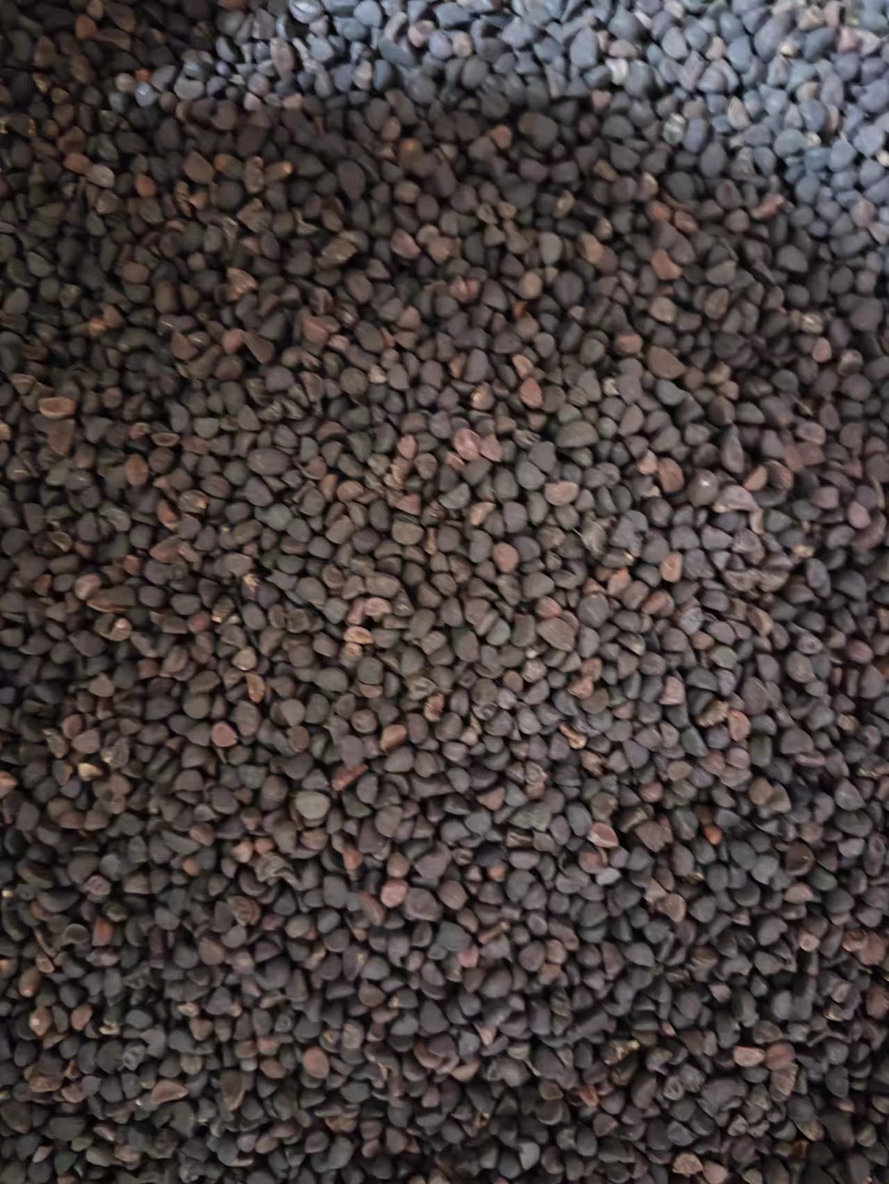 Hei Chou Seeds (Pharbitis nil) — Dried Qian Niu Zi Herb, Also Available as Bai Chou Powder quality and texture