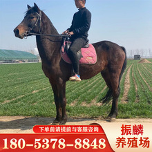 馬市場價格 馬市場價格批發 促銷價格 產地貨源 阿里巴巴