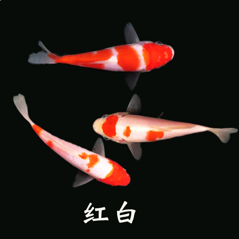 冷水観賞魚、日本鯉、純種ドイツ鯉、飼育しやすい、大正三色赤白稚魚金魚|undefined