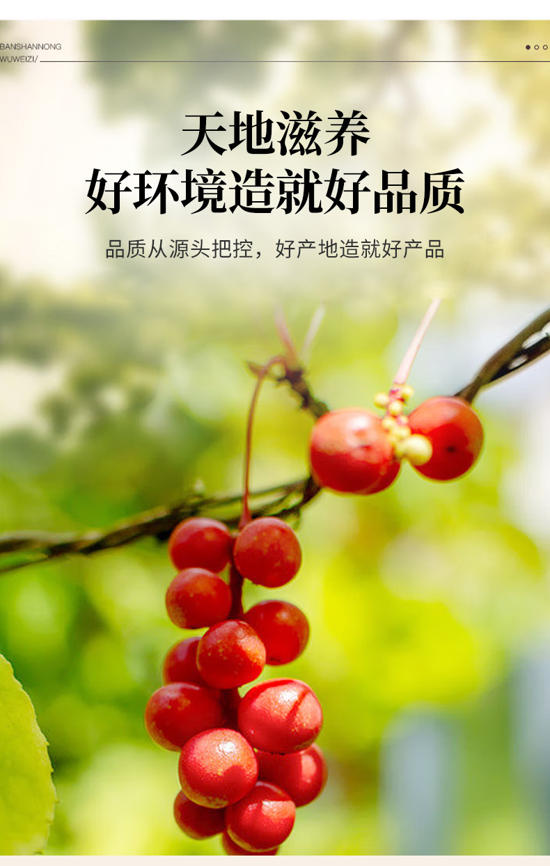 东北长白山五味子