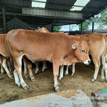 改良杂交牛 牛苗 肉牛犊养殖场 鲁西黄牛多少一斤 送铡草机