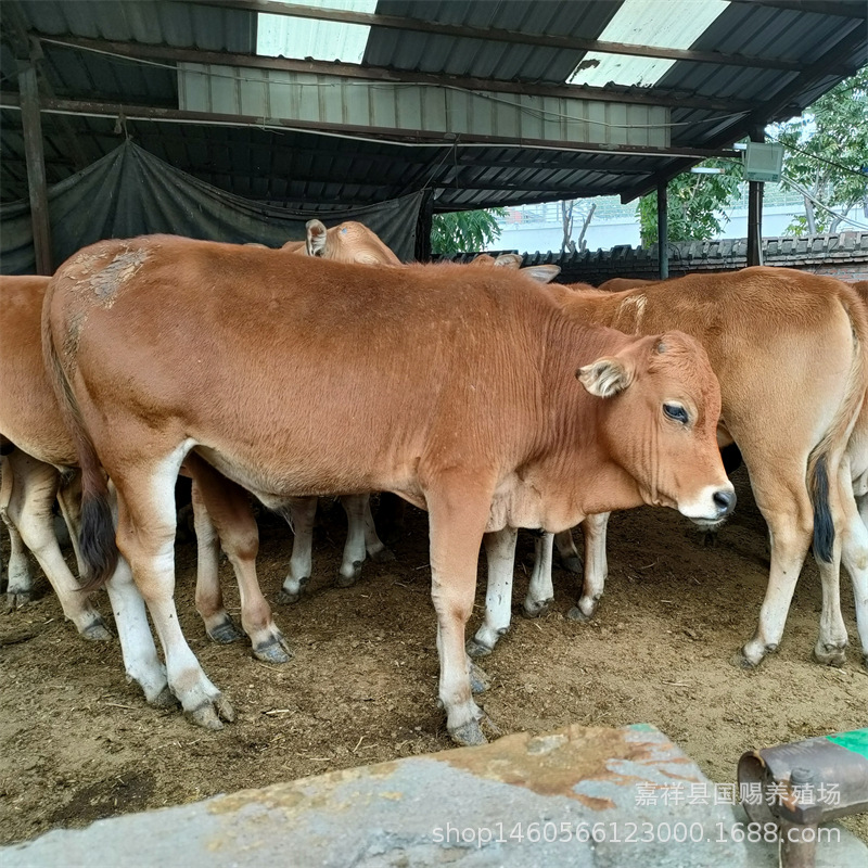 改良杂交牛 牛苗 肉牛犊养殖场 鲁西黄牛多少一斤 送铡草机