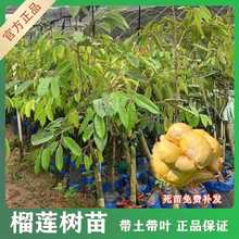 海南榴莲树果苗嫁接果树苗金枕榴莲苗猫山王黑刺榴莲苗基地直发