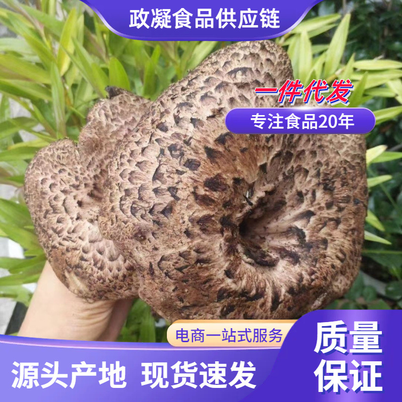 源头一件代发黑虎掌菌干货 云南特产黑虎掌酒店煲汤食用黑虎掌