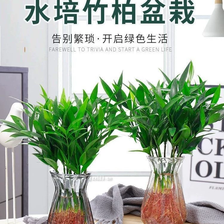 Гидропонные растения из бамбука и кипариса, комнатные зеленые растения в водной культуре, цветочные горшки, офисный рабочий стол, легко поддерживать в любое время года
