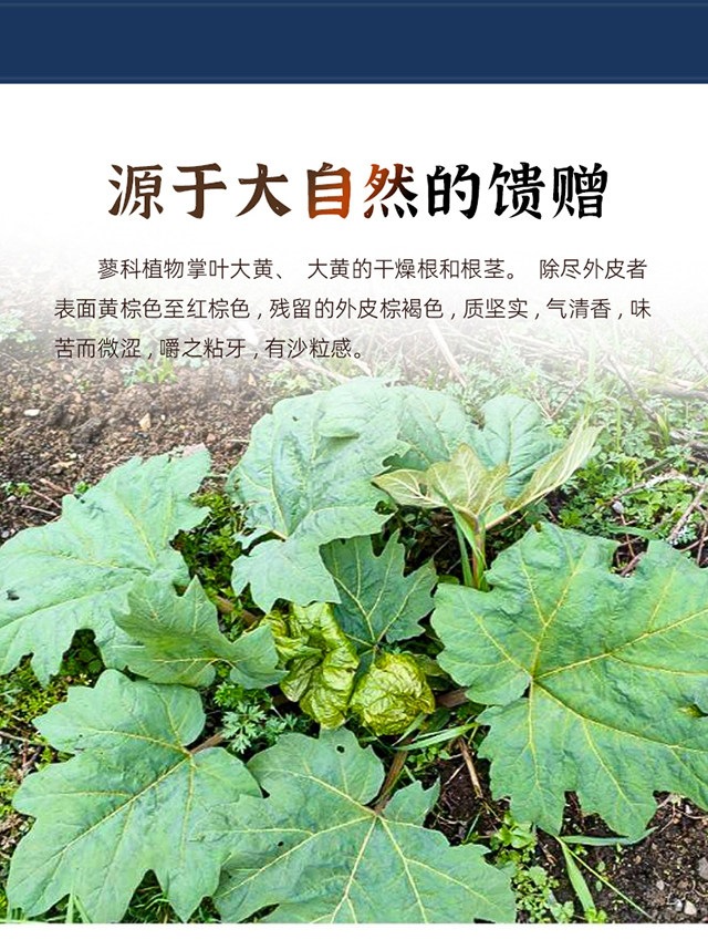 Da Huang Rhubarb Root Dried Chinese Herb 500g Traditional Decoction Slices quality and texture