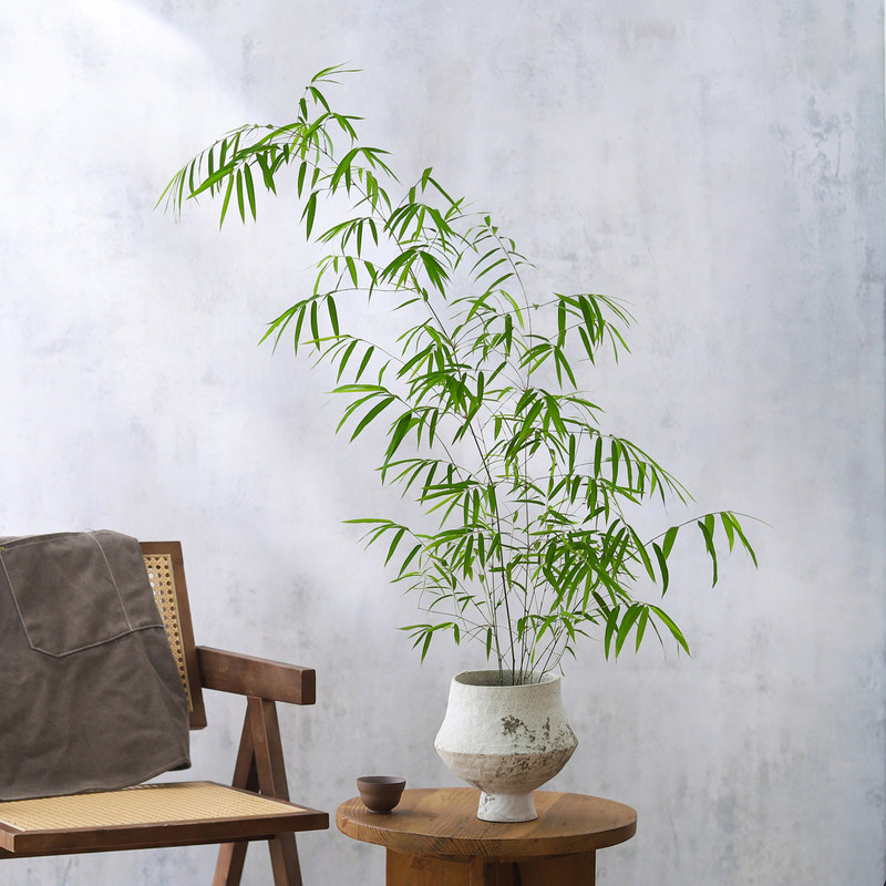 Indoor bamboo potted plants, precious bamboo for the living room, wabi-sabi style, Italian design, evergreen, easy to care for, beautiful greenery, wholesale Indoor bamboo potted plants, precious bamboo for the living room, wabi-sabi style, Italian design, evergreen, easy to care for, beautiful greenery, wholesale