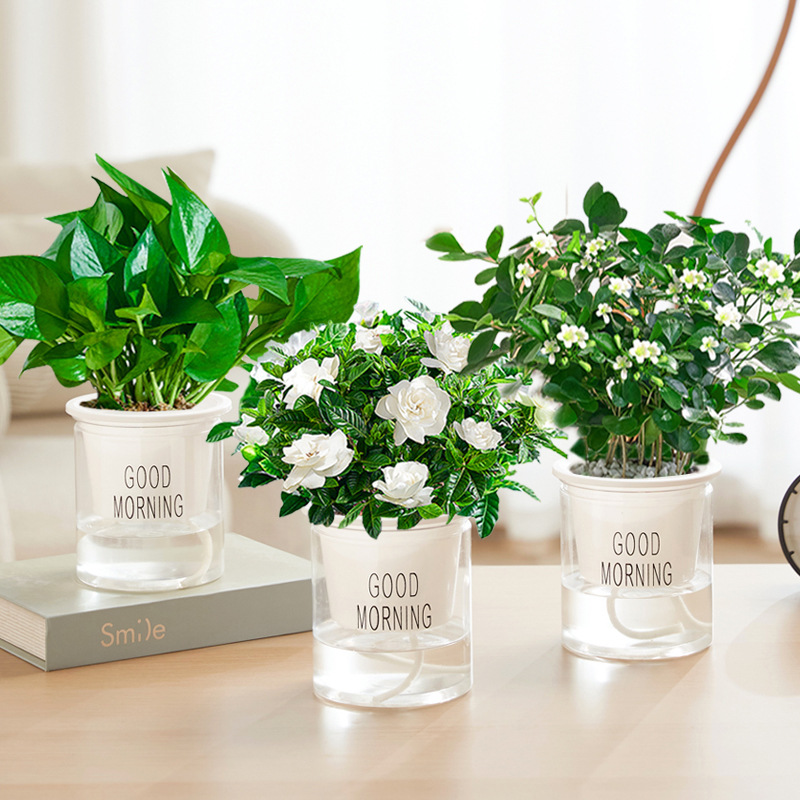 포토스 + 치자나무 + 구리향(좋은 아침 대야) + 영양액