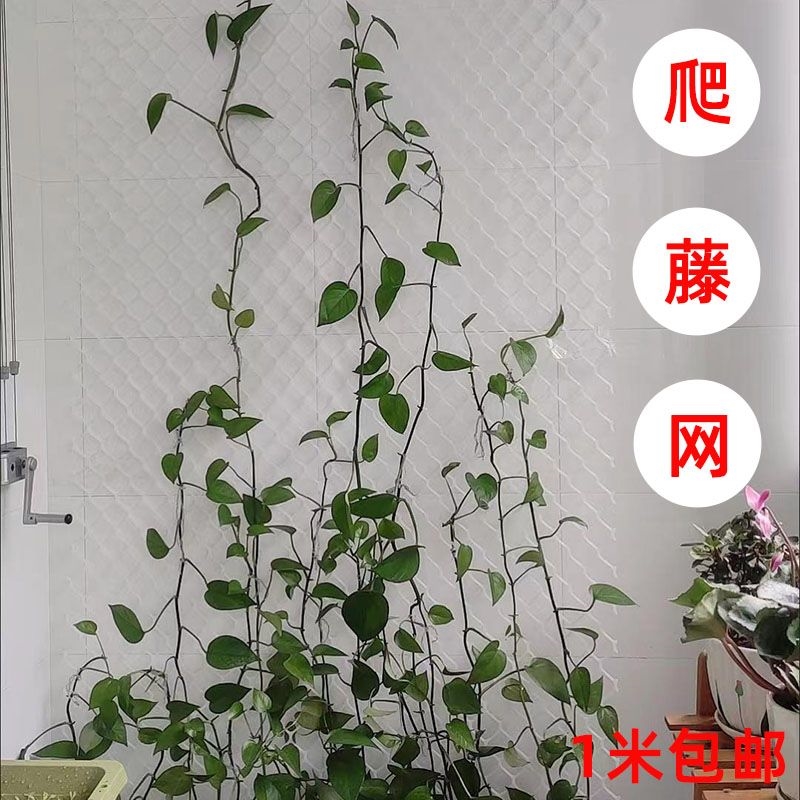 ll蔷薇爬藤网月季网花网格花架子球兰乌托邦花墙网格植物爬墙意赛-阿里巴巴