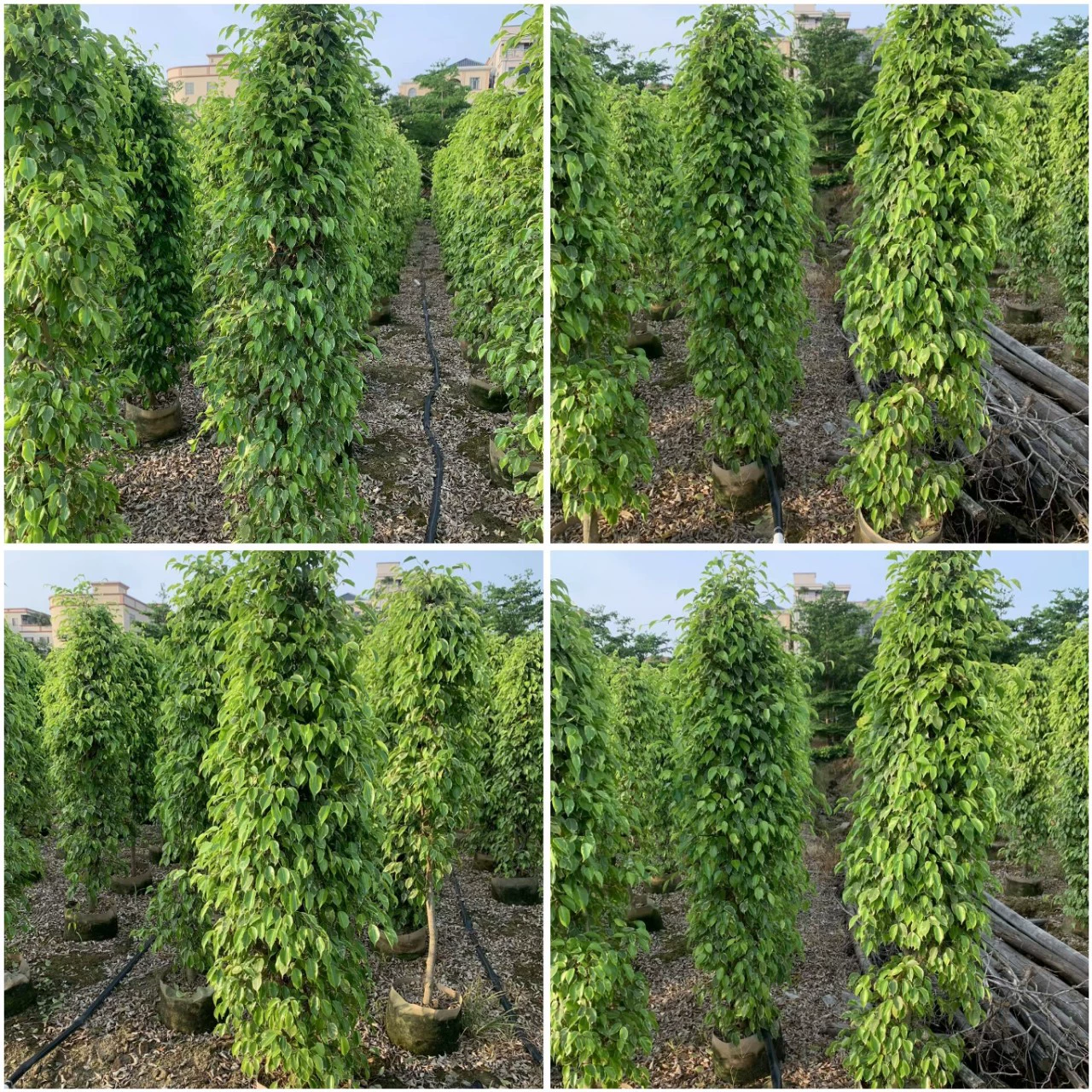 Фикус мозаика вечнозеленые кустарники живые изгороди растения мозаичные растения легко выращивать и жить