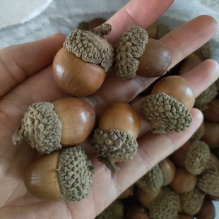 Acorn round fat acorn real natural micro landscape crafts raw materials plant specimens dried flowers dried fruits