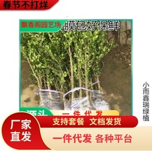 һ�����lС�~�����S����窚�U�S�����͘��·ͥԺ�G����ľ�ͺ�ֲ