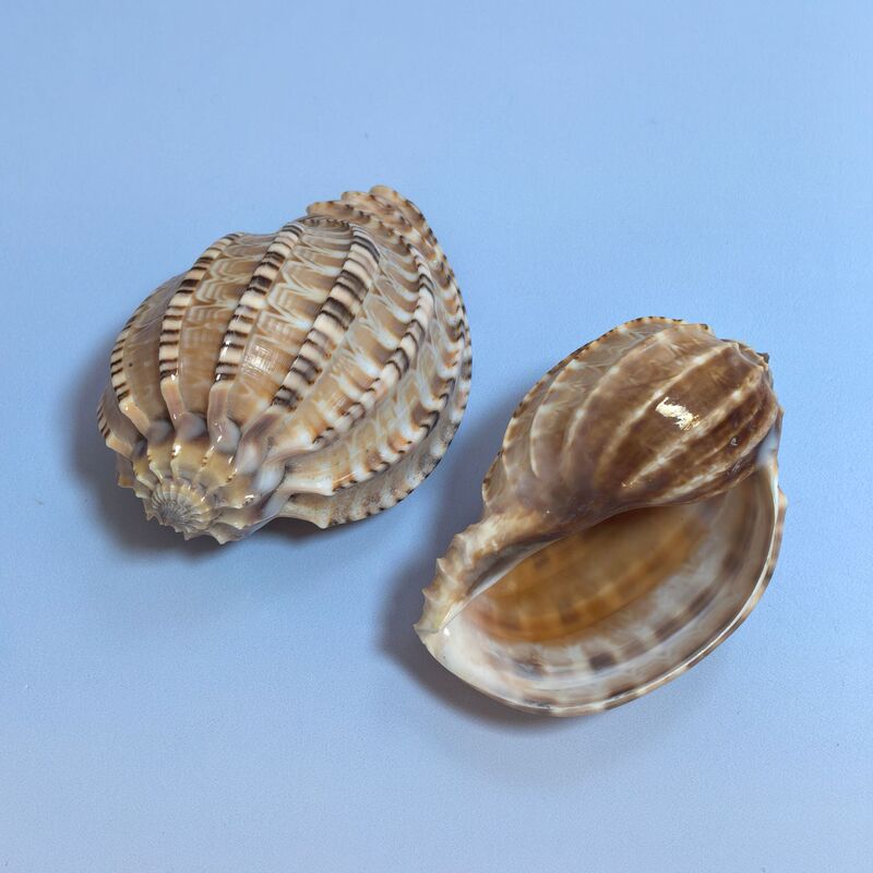ヤドカリの殻巻き魚交換専用殻天然巻貝繁殖水槽造園水族館装飾セット|undefined