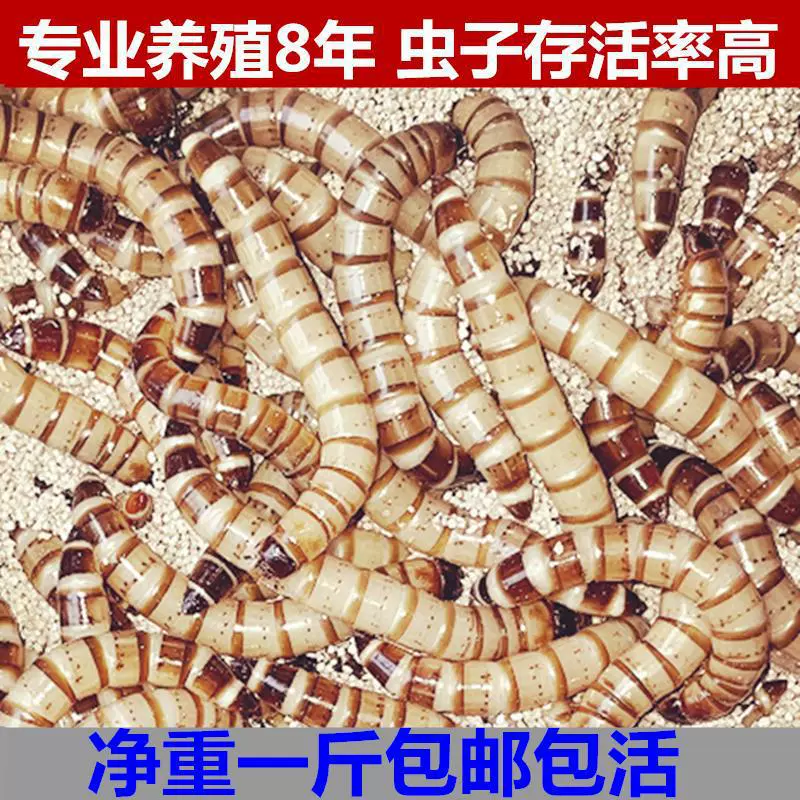 Ячменный червь живой червь хлебный червь большой желтого червя золотая черепаха корм для скворца