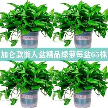 绿萝花卉盆栽除甲醛吊兰办公室客厅水培植物室内长藤批发绿箩包邮
