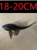 Heiqing Daofu 18-20cm (1)