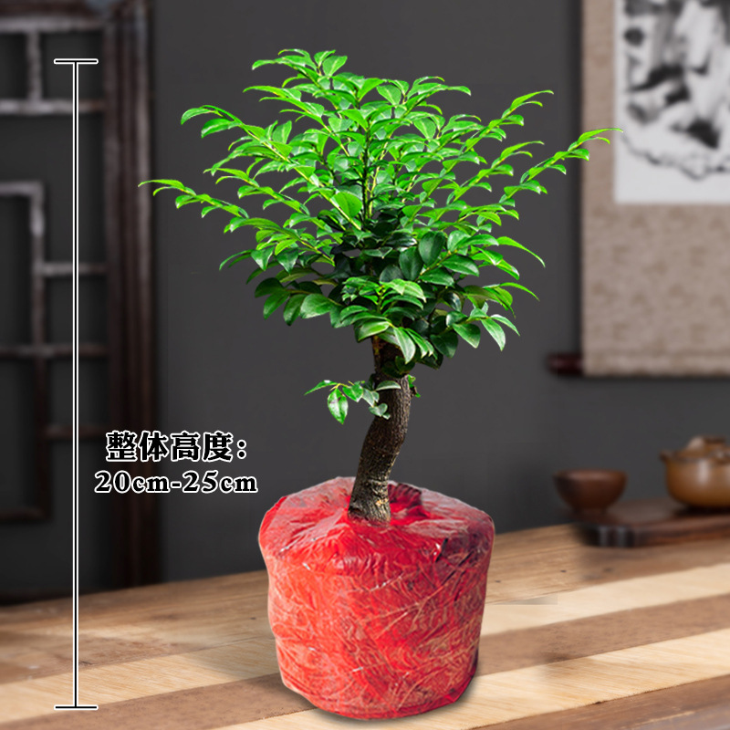 [분재재료모종] 단순한 단일 식물 오래된 더미 자단/화분은 포함되지 않음