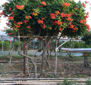 Lingxiao Flower Seedlings, Climbing Vines, Old Pile Flower Pots, Balcony Courtyards, Sun-Loving and Cold-Resistant, Easy for Novices to Plant in the North and South