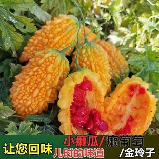 С�]��ه���ѿ�ϷN�������߲˷N�Ѵ���Nˮ���S��Ͻ�ه�ϷN�W�t