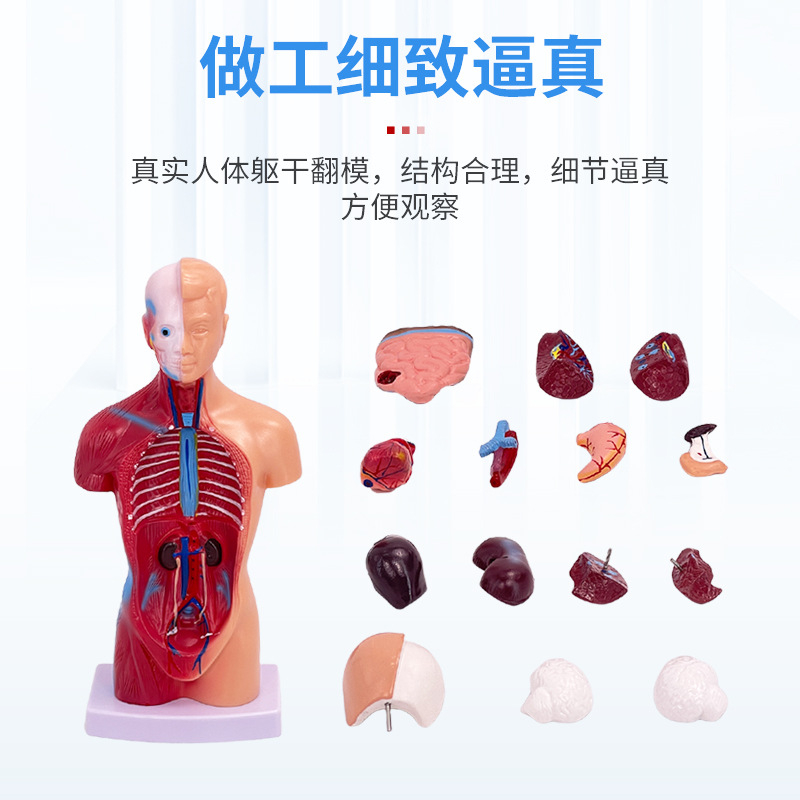 �߶�ҽѧ������������ϵͳ�ṹ���� 28CM�������ģ�� 26CM����