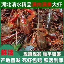 小龙虾鲜鲜活小龙虾活虾批发新鲜箱清水小龙虾活的鲜活湖北大虾