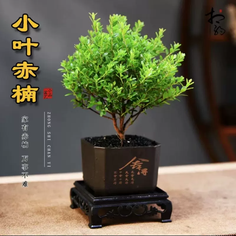 【夏日去蚊】小叶赤楠茶桌办公室绿植室内净化空气好养四季常青