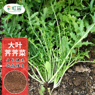 ���~�j�j�˷N�Ӵ���Ұ�˷N�ݼ�ͥ�̨Ժ���ļ��߲������l֧�ִ��l