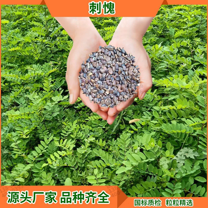 Растения для укрепления почвы, кустарники, семена трав, семена декоративных деревьев, зеленение, всесезонные деревья для укрепления песка, семена кустарников, семена шипов.