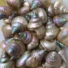 批发天然贝壳海螺白塔螺炫彩珍珠塔螺鱼缸水族造景寄居蟹窝替换壳