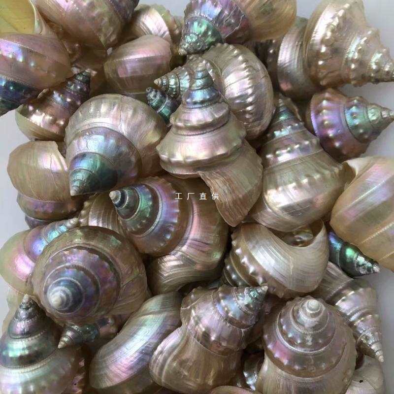 批发天然贝壳海螺白塔螺炫彩珍珠塔螺鱼缸水族造景寄居蟹窝替换壳