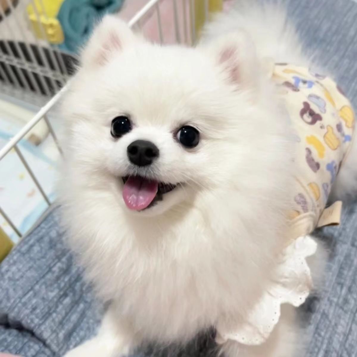 纯种博美幼犬活体超萌萌宠大头宠物狗茶杯犬白色黄色活泼可爱聪明-阿里巴巴