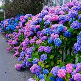 Hydrangea Flower Seeds, Hydrangea Seeds, Sowing Seeds in All Seasons, Blooming All Year Round, Easy-To-Live Outdoor Flower Seeds for the Courtyard