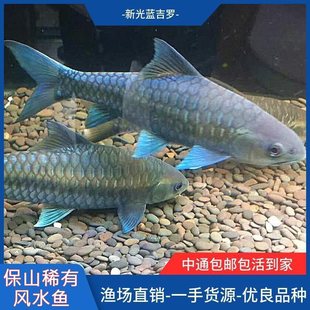 �����{���_�����¹ⴽ���_�~���ڻ��w��ɽ�ϓ뼪�_�t���_�^�p�~