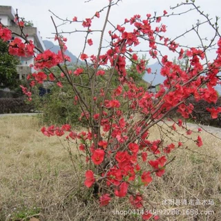基地自产直销 贴梗海棠小苗 海棠绿篱 规格齐全 量大优惠