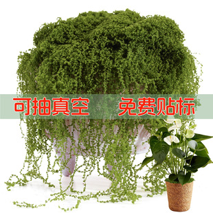 �羳����̦�\����΢���^�[����̦�辰�����b��쾰�ٽz��ë��̦�\
