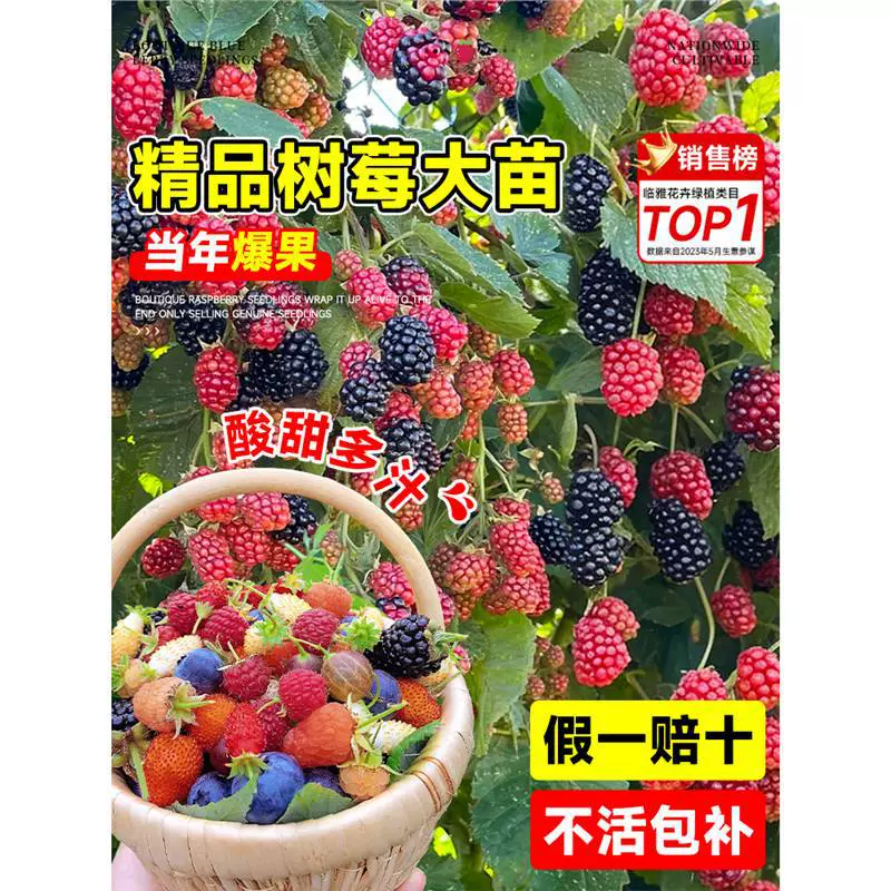 Розетки малины, двухсезонные розетки малины, горшечные и почвенные, посаженные на север и на юг, плодоносящие в том же году, розетки красной, желтой и черной малины.