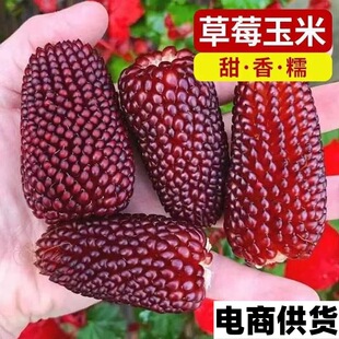 1ˮ�����׷N�Ӳ�ݮ���׷N�ӿ�������Ŵ�߮a�ļ����N�߲�ˮ���N��