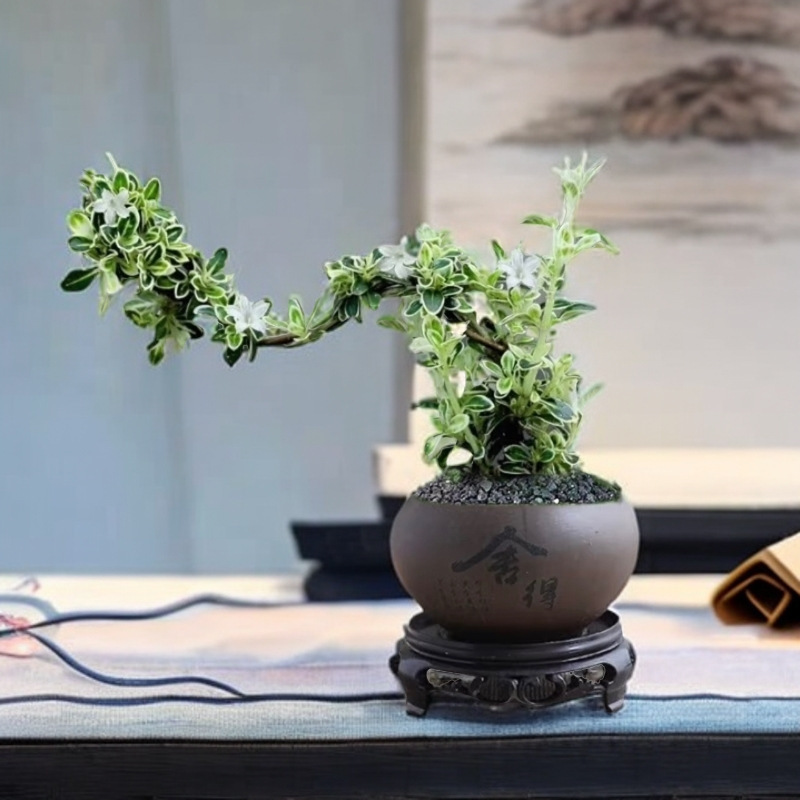 金縁の六月雪崖の形は盆栽植物を育てやすい、オフィスの緑の植物、小さな鉢植え、中国風のリビングルームの装飾品です。|undefined