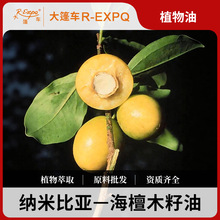 ��̴ľ����Ximenia�{�ױȁ�ֲ���͕����z�Ļ��A�������o����Ħ��