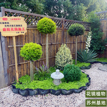 一件代发亮晶女贞棒棒糖川滇蜡树小叶亮金女贞造型树多头老桩花园