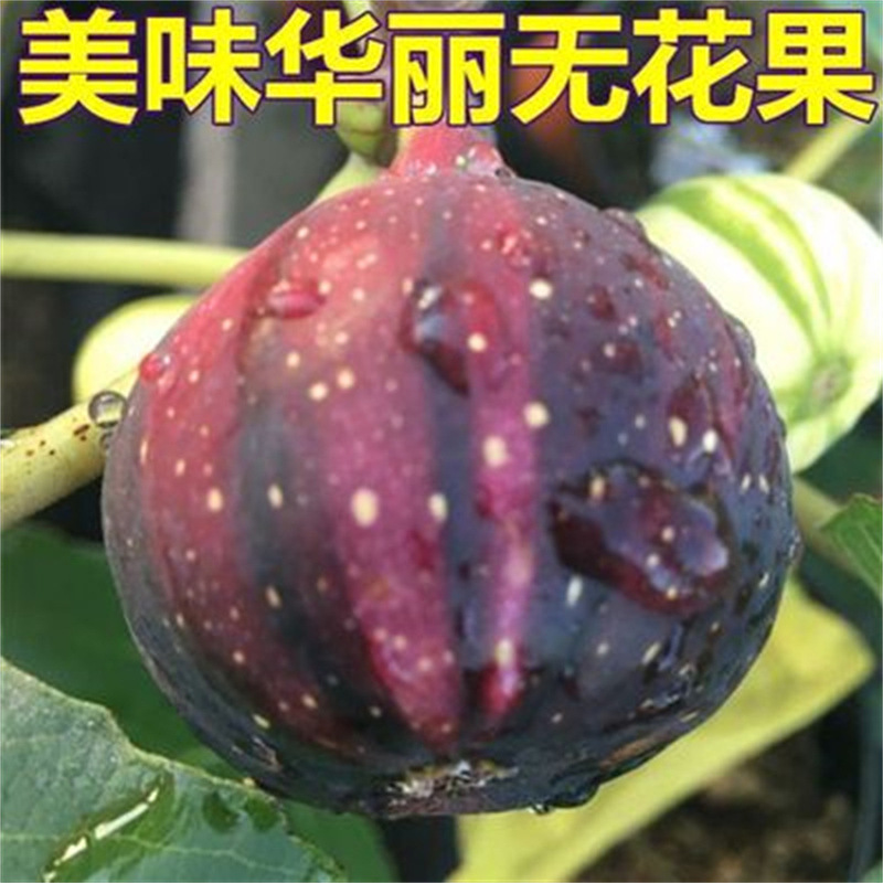 Black Mountain Port Huangshankou Fig Saplings Extra Large Sugar Heart Japanese Purple Fruit North and South Courtyard Planting Results in the Same Year Black Mountain Port Huangshankou Fig Saplings Extra Large Sugar Heart Japanese Purple Fruit North and South Courtyard Planting Results in the Same Year