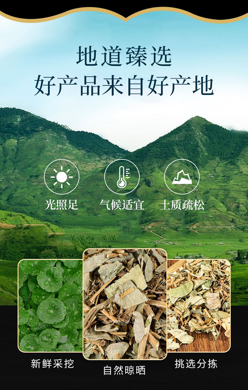 Jin Qian Cao (Lysimachia christinae) — Dried Chinese Herbal Tea for Daily Wellness overview