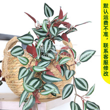 多色现货批发仿真藤条紫眉眼仿真植物墙花材假树叶假叶子假花藤