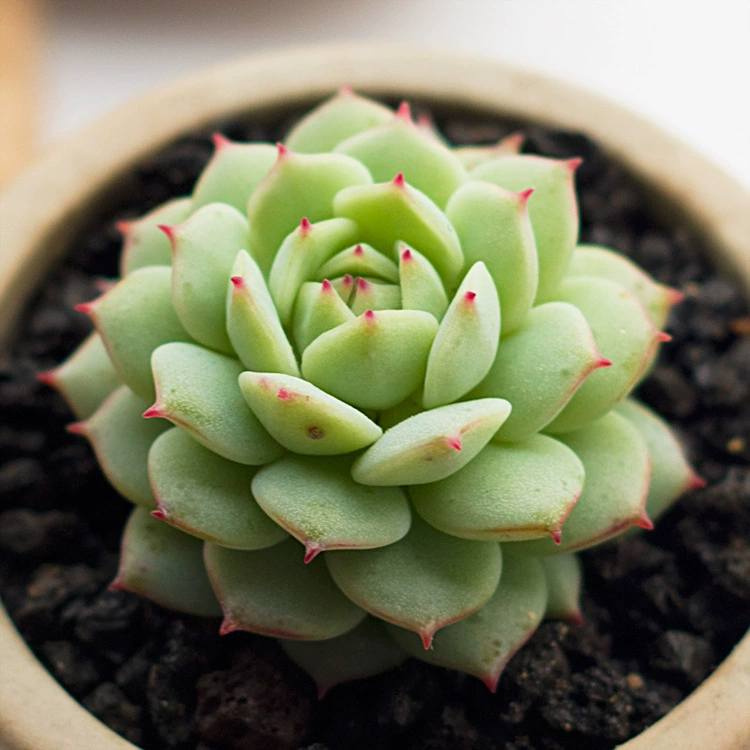 Тихая ночь мясистые растения творческие растения балкон мясистый стол украшения дома украшения мясистые растения