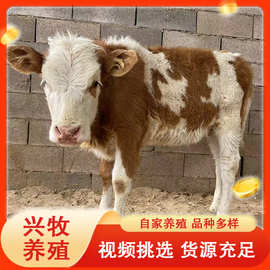兴牧养殖基地农场出售各类 鲁西黄牛 西门塔尔牛 肉牛 改良肉牛