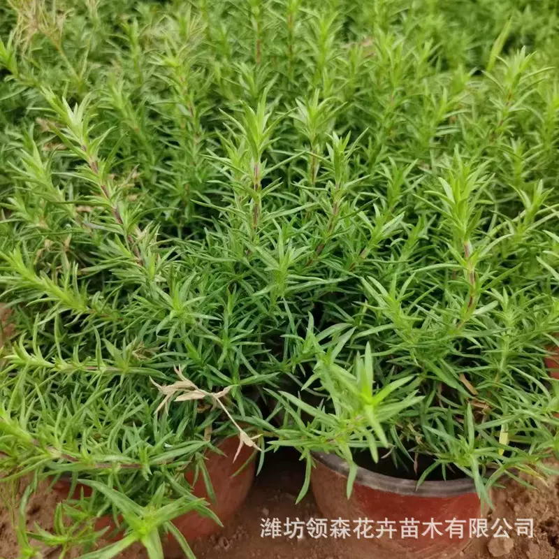 宿根花卉 丛生福禄考盆栽芝樱 景观花卉打造花海工程 丛生福禄考