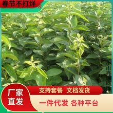 一件代发当年结果柿子苗批发热销 磨盘柿子苗 日本次郎柿子苗价格